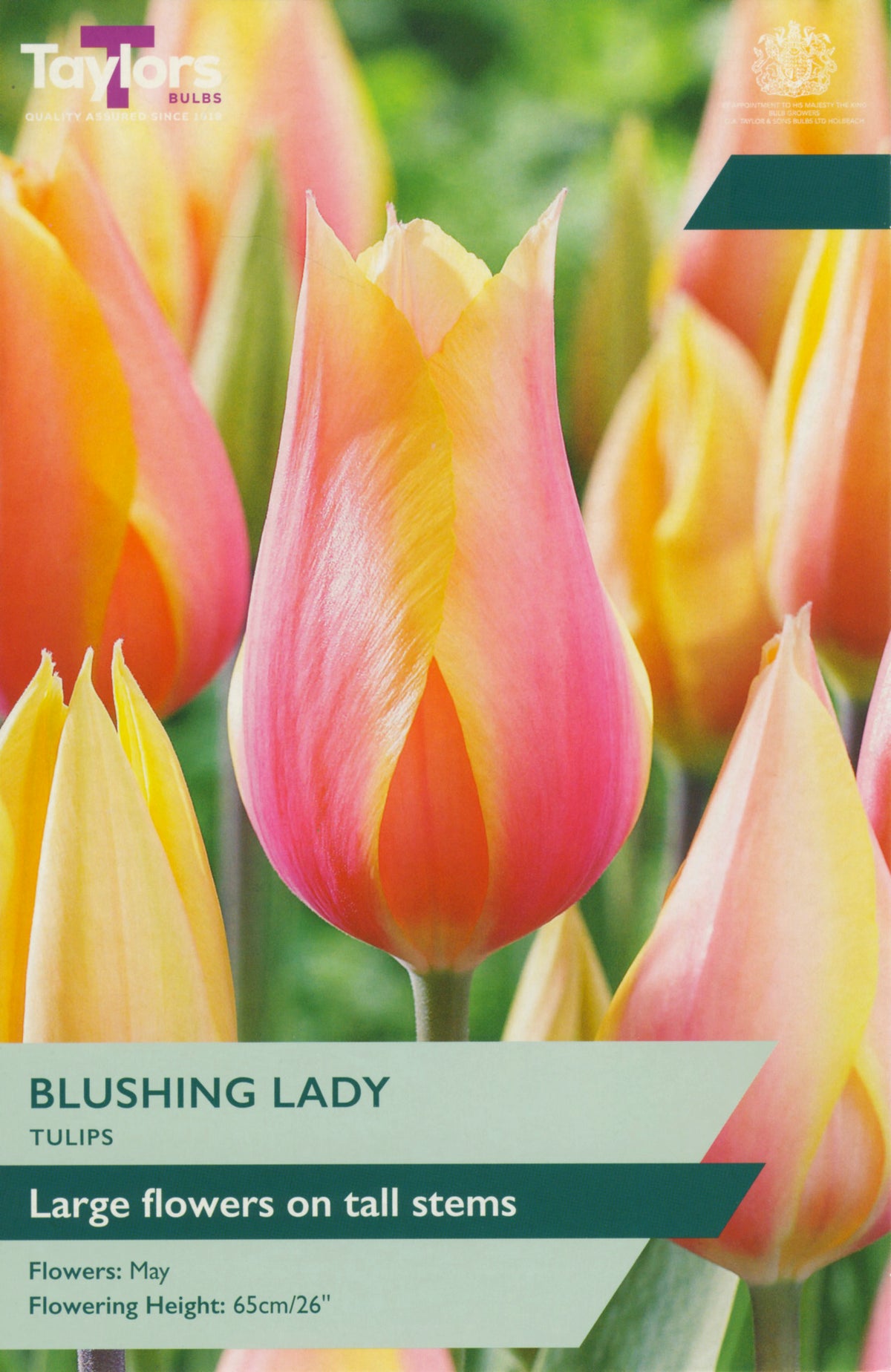 Close-up of Tulip 'Blushing Lady' with tall stems and large yellow petals softly flushed with pink.