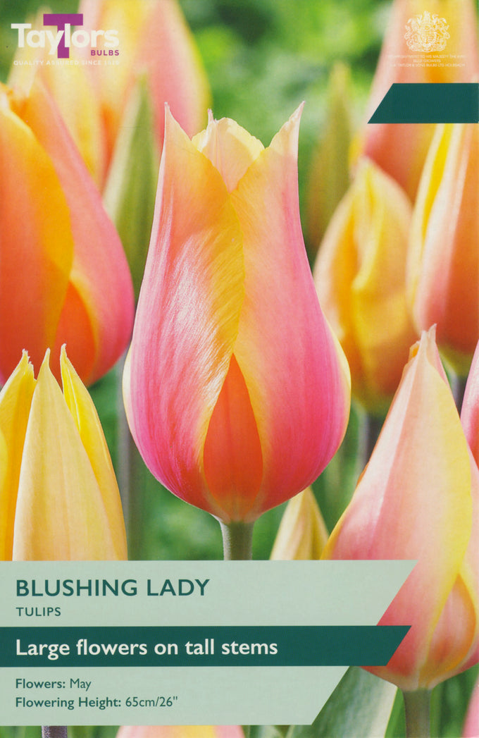 Tulip 'Blushing Lady' – 6 Bulbs - Image 1