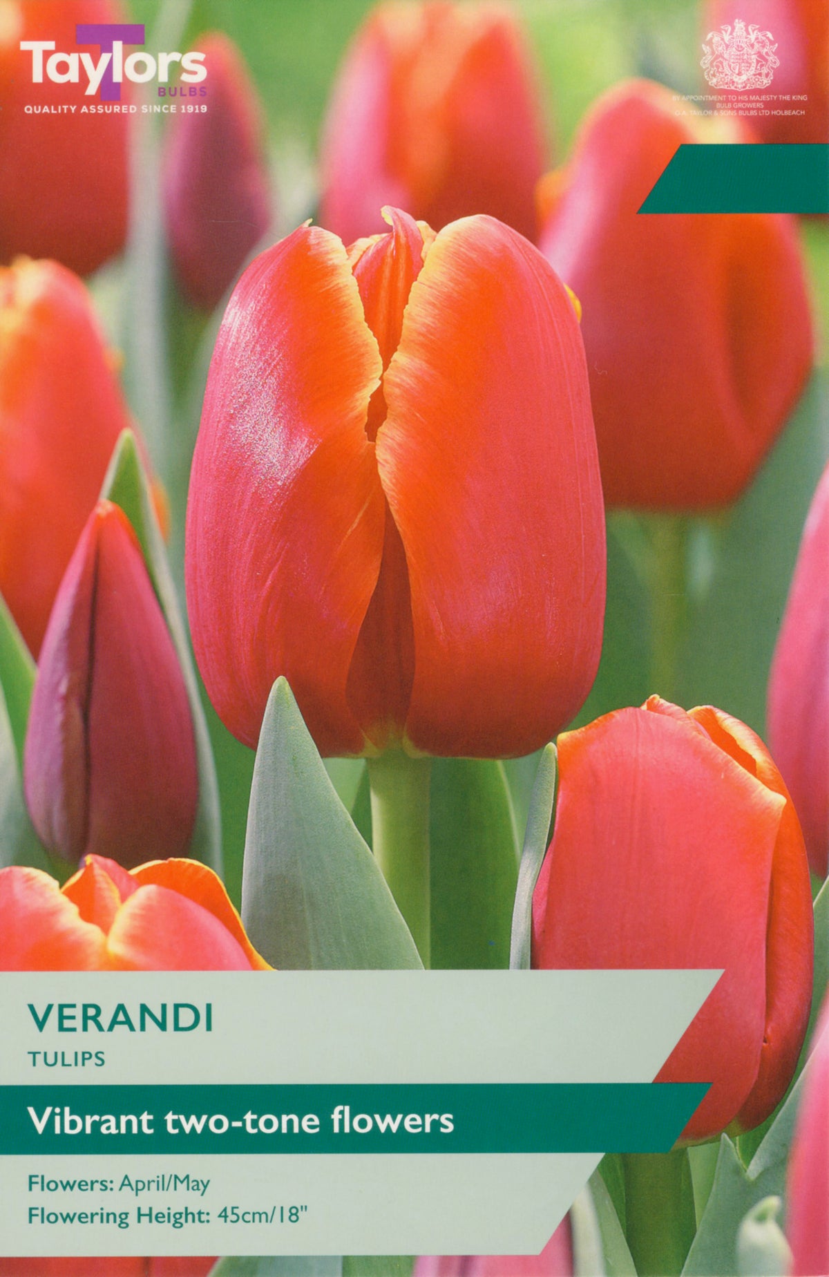 Close-up of vibrant red-orange Verandi tulip flowers with green leaves and blurred background.