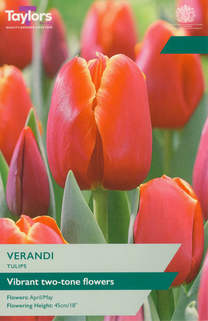 Tulip – Verandi – 6 Bulbs - Image 1