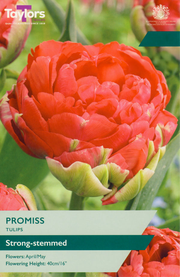 Tulip 'Promiss' – 5 Bulbs