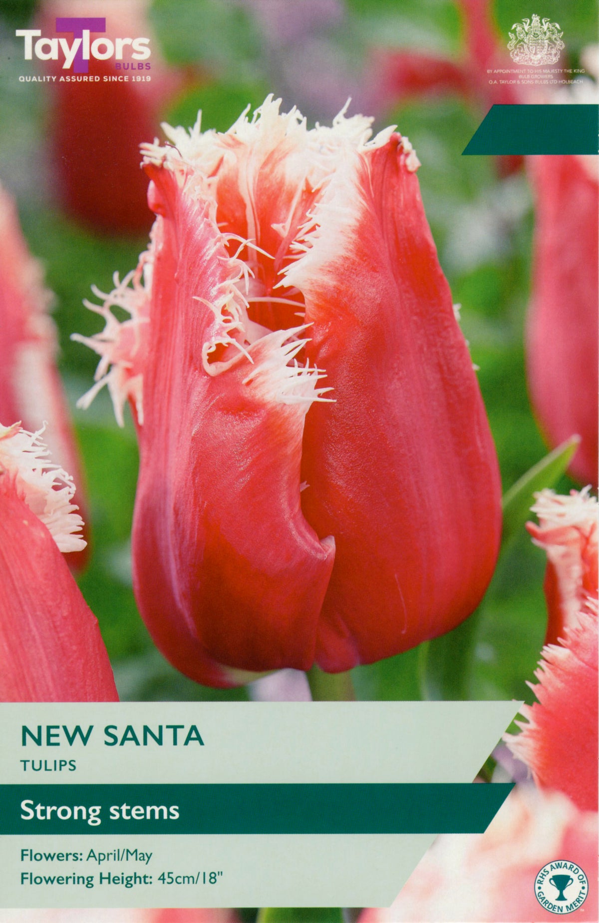 Close-up of a red Tulip 'New Santa' with white fringed petal edges and strong stems.