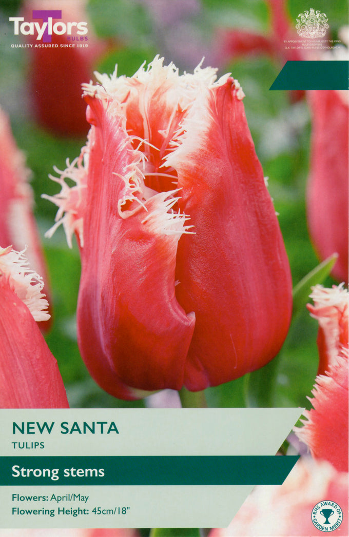 Tulip 'New Santa' – 6 Bulbs - Image 1