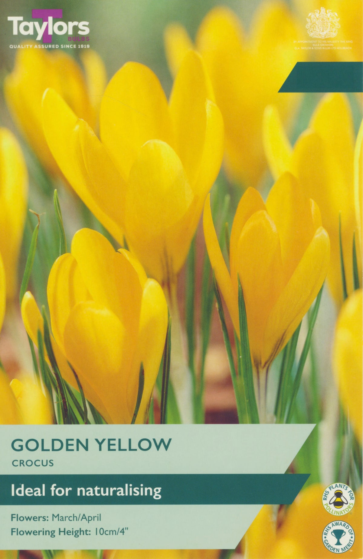 Close-up of vibrant golden yellow crocus flowers with green leaves on packaging label.