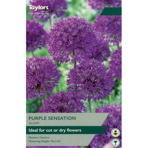 Allium Purple Sensation 10-12 Pack of 5