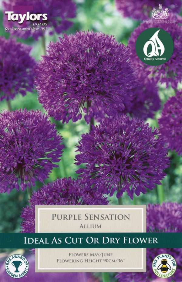 Taylors Allium 'Purple Sensation' Bulbs Pack of 6 - Image 1