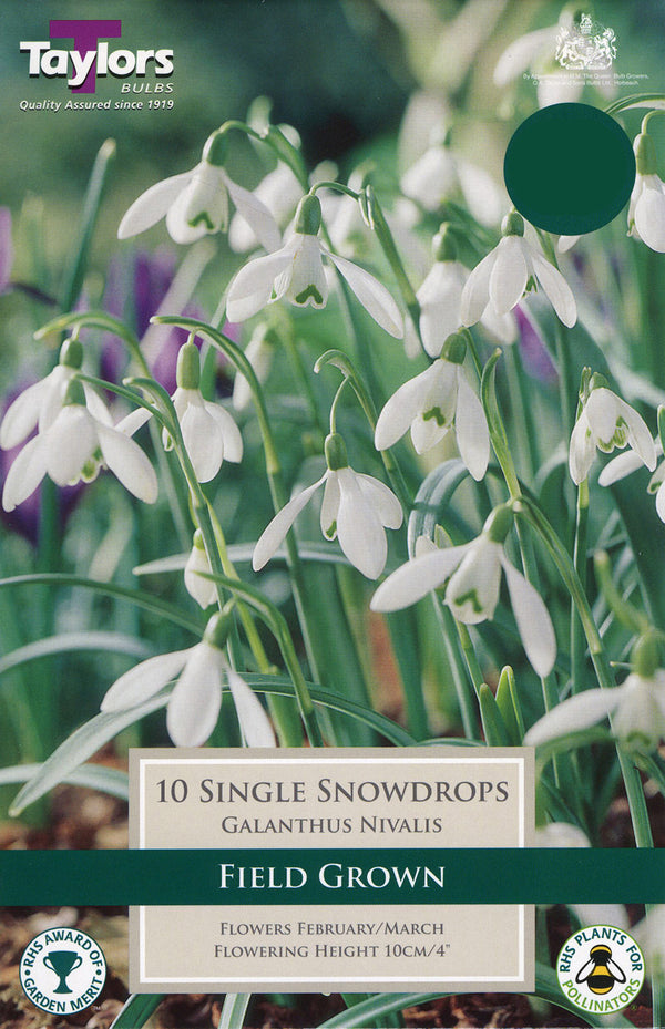 Galanthus Nivalis F.G Snowdrops Pack 10