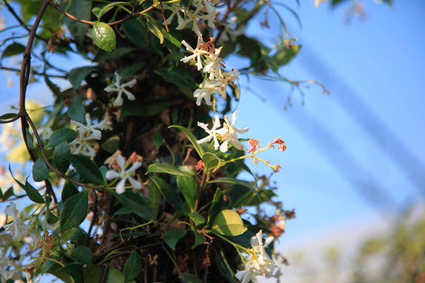 Trachelospernum Jasminoides H200cm 9L