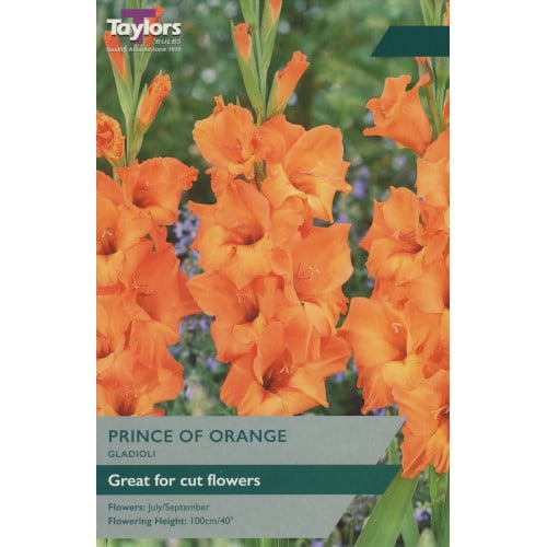 Bright orange Gladioli Prince of Orange flower spikes with green stems against a blurred garden background.