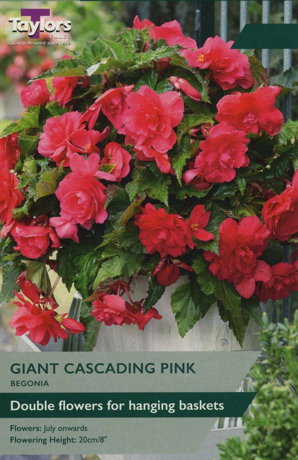 Begonia Giant Cascading Pink Pack of 3