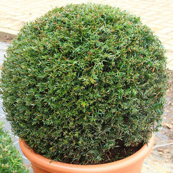 Taxus Baccata Ball C10 55cm (D 35cm) Keans Claremorris
