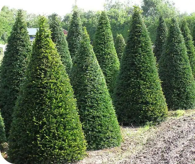 Taxus Baccata Cone C10 110cm (Plantsize 70-80cm) Keans Claremorris