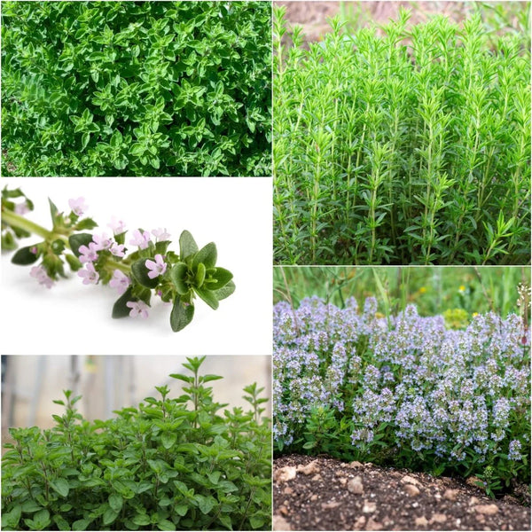 Thymus Vulgaris Mix P14 25cm Keans Claremorris