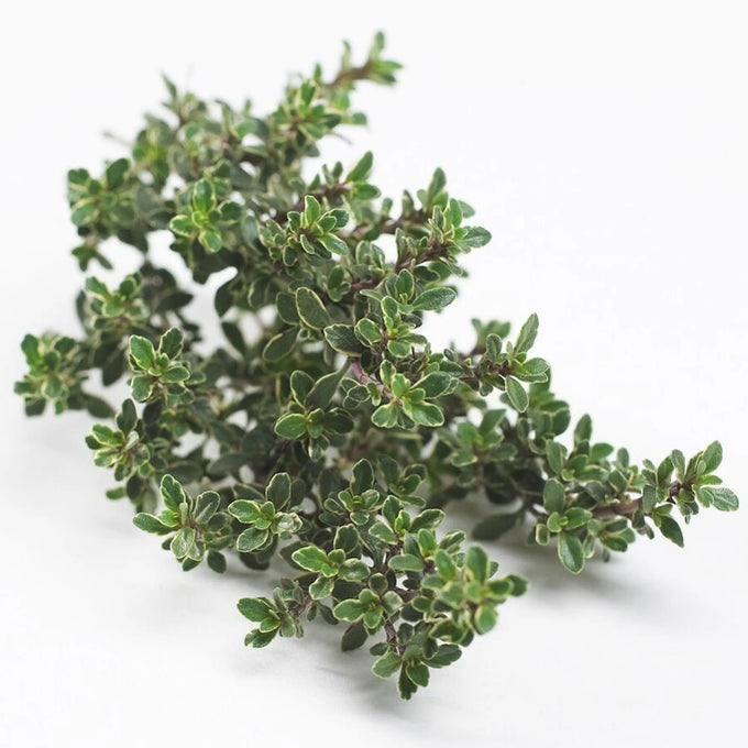 Thymus citrodorus 'Silver Queen' 9cm Keans Claremorris