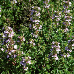 Thymus vulg. 'Compacta' 9cm Keans Claremorris