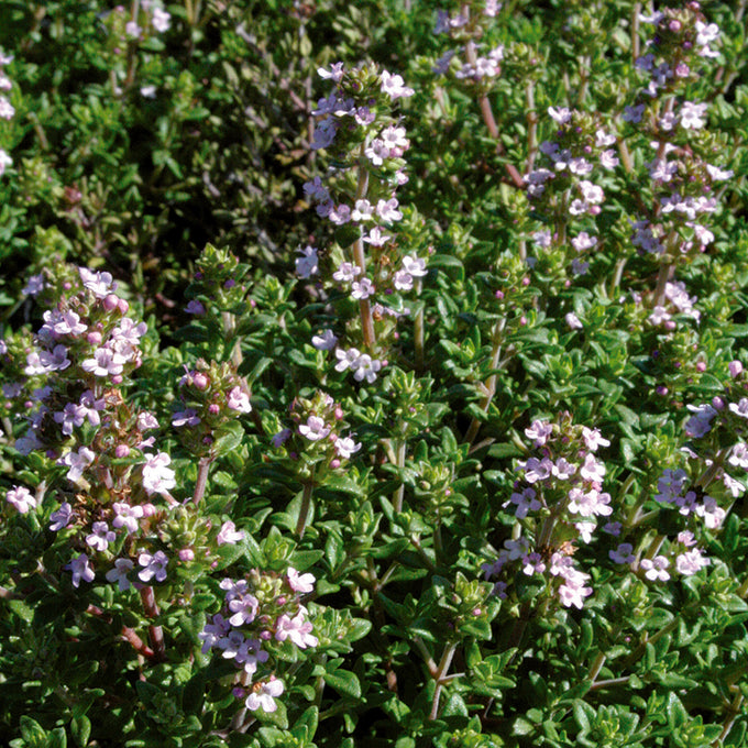 Thymus vulg. 'Compacta' 9cm Keans Claremorris