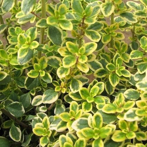 Thymus x c. 'Variegata' 9cm Keans Claremorris