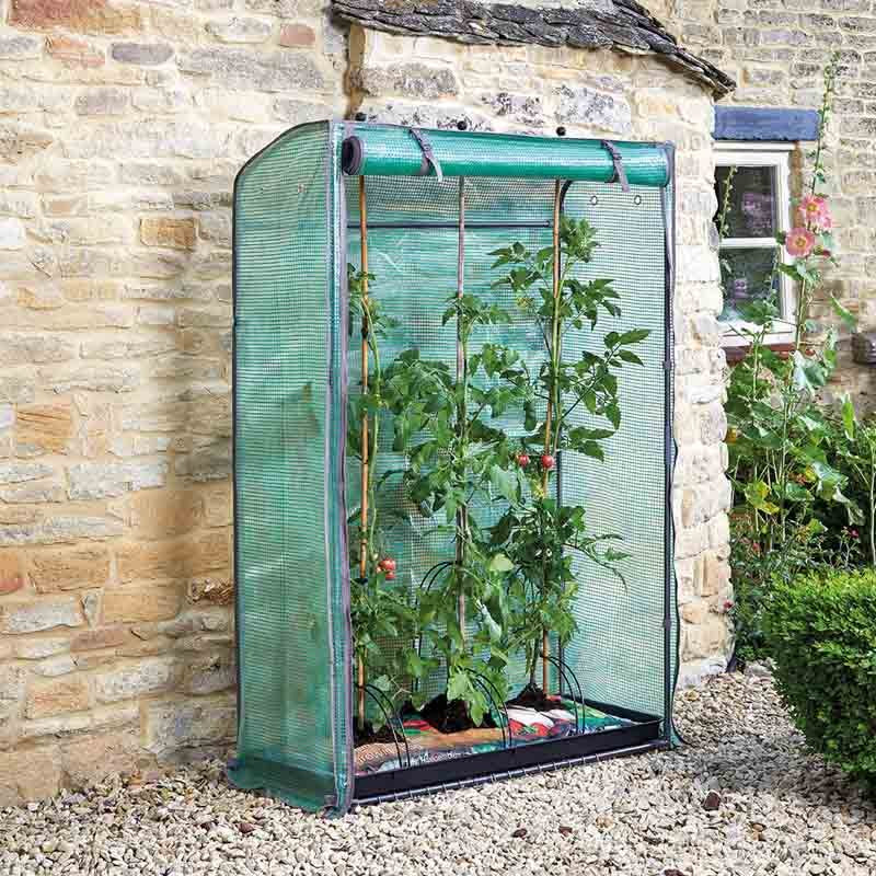 Tomato GroZone Keans Claremorris