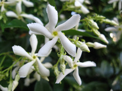 Trachelospernum Jasminoides H200cm 9L