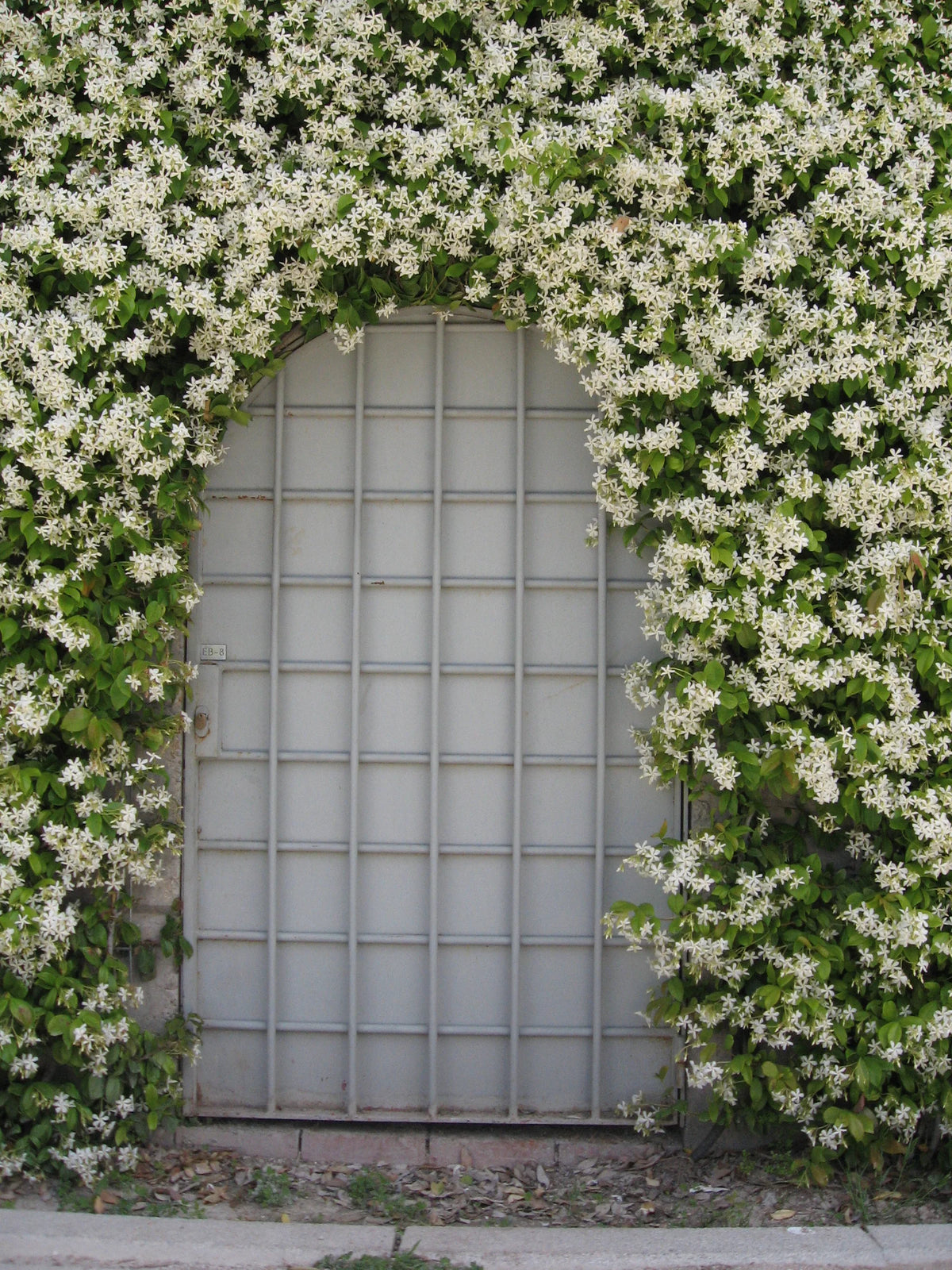 White Trachelospernum Jasminoides flowers with green leaves climbing around a metal gate archway.