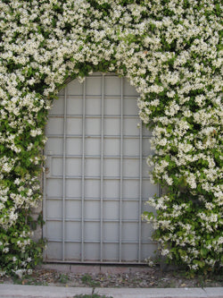 Trachelospernum Jasminoides H200cm 9L
