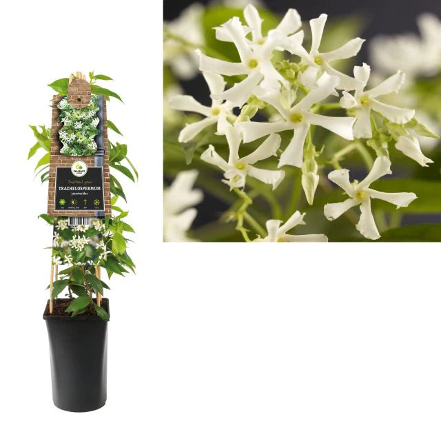 Trachelospernum Jasminoides H200cm 9L - Image 4