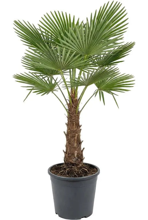 Trachycarpus Fortunei C25 190cm (Stem 50-60cm) Keans Claremorris