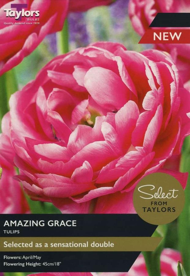 Tulip ‘Amazing Grace’ Pack x6 Bulbs Keans Claremorris