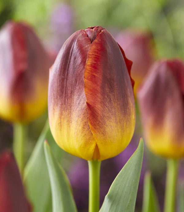 Tulip Amber Glow Pack x10 Bulbs Keans Claremorris
