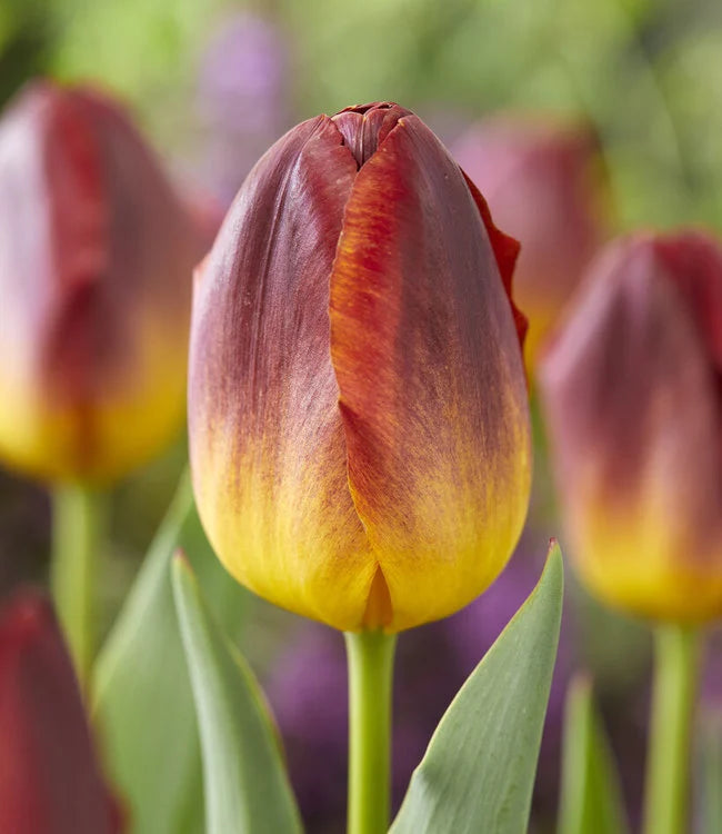 Tulip Amber Glow Pack x10 Bulbs Keans Claremorris