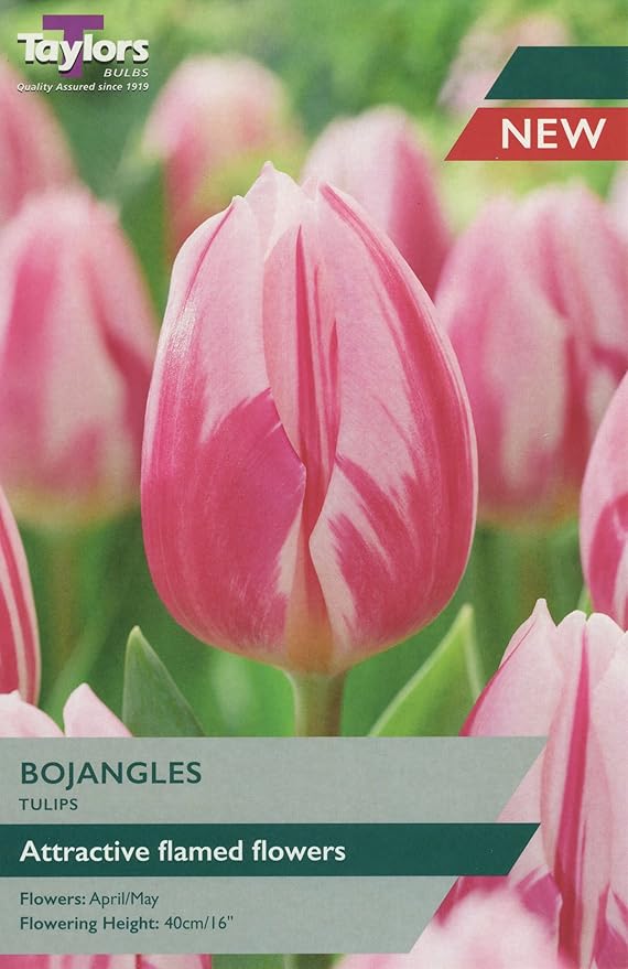 Tulip ‘Bojangles’ Bulbs Keans Claremorris