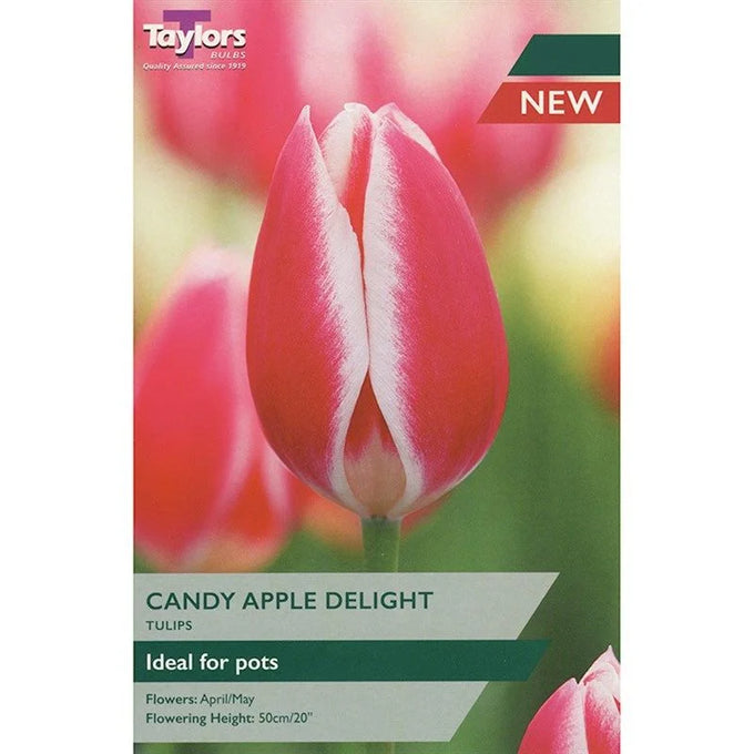 Tulip ‘Candy Apple Delight’ Bulbs Keans Claremorris