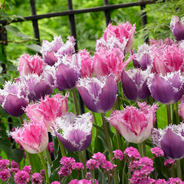 Tulip ‘Huis Ten Bosch’ Bulbs Keans Claremorris