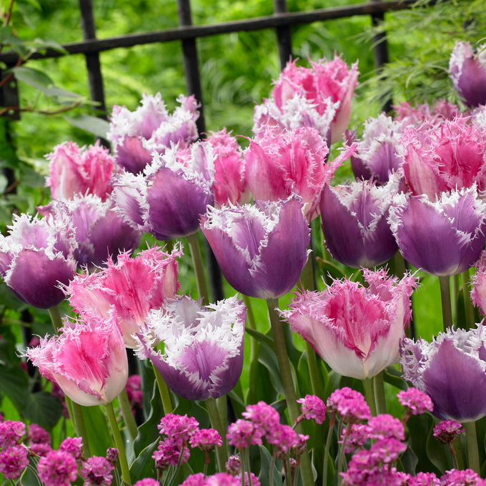 Tulip ‘Huis Ten Bosch’ Bulbs Keans Claremorris