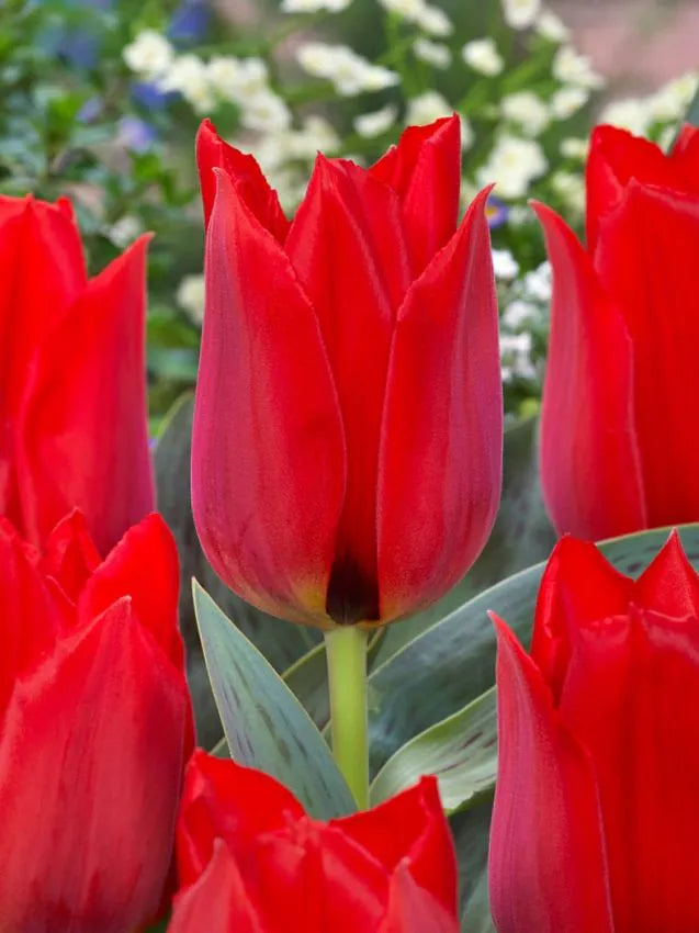 Tulip Julius Caesar Value Bags Keans Claremorris