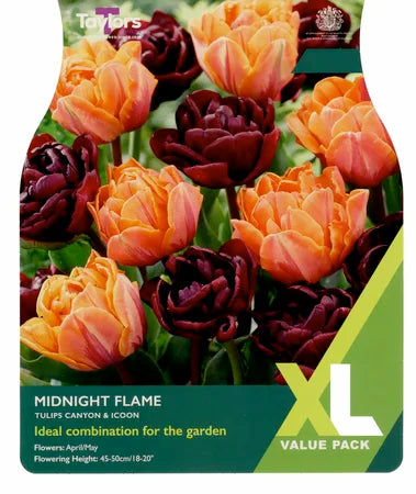 Tulip Midnight Flame 10-11 Xl Keans Claremorris