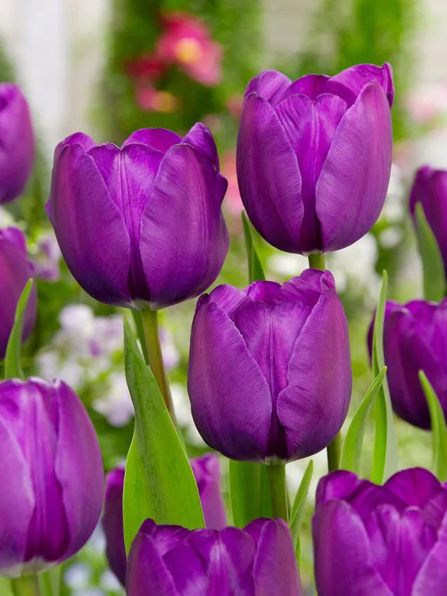 Tulip ‘Negrita’ Bulbs Keans Claremorris