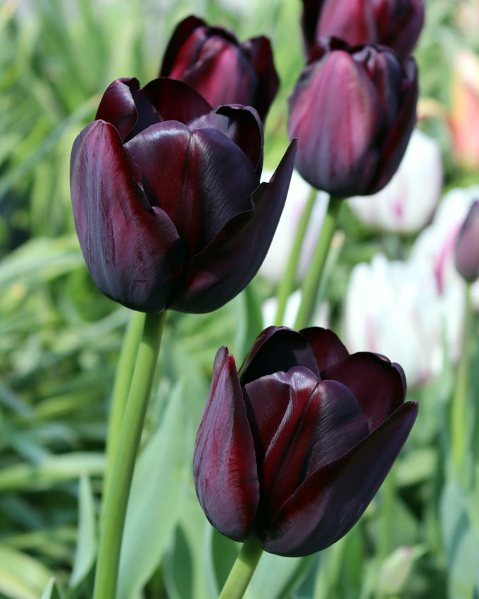Tulip ‘Queen of the Night’ Bulbs Keans Claremorris