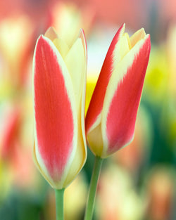 Tulip ‘Tinka’ Bulbs Keans Claremorris
