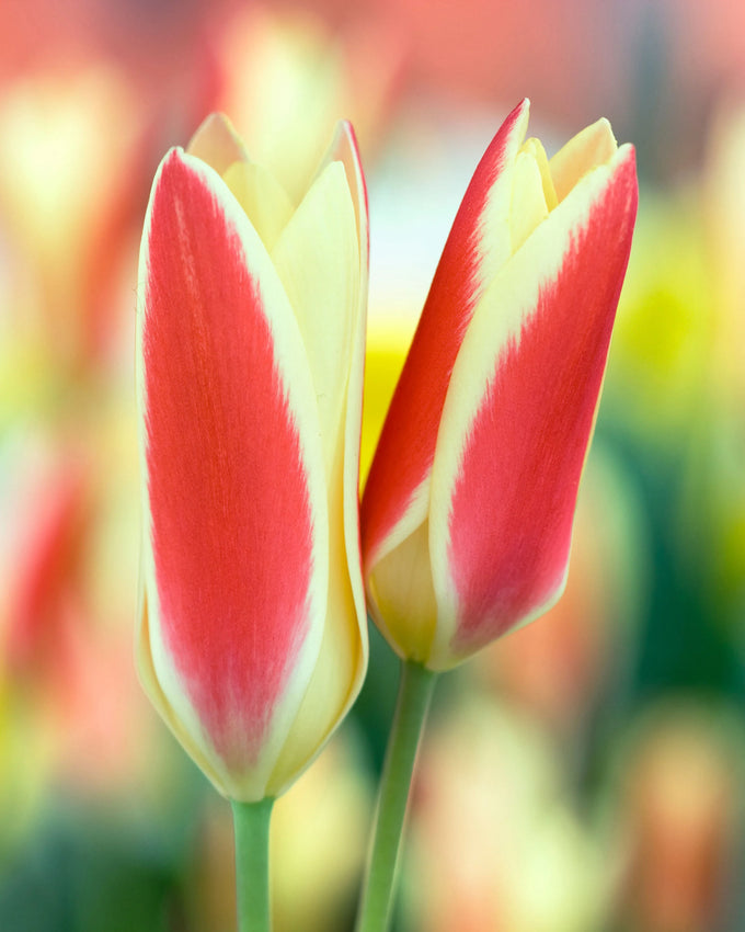 Tulip ‘Tinka’ Bulbs Keans Claremorris