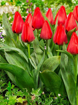 Tulip Julius Caesar Value Bags