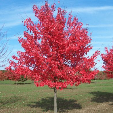 Sorbus vilmorinii (Vilmorin’s Rowan) – 1/2 Standard, 10L