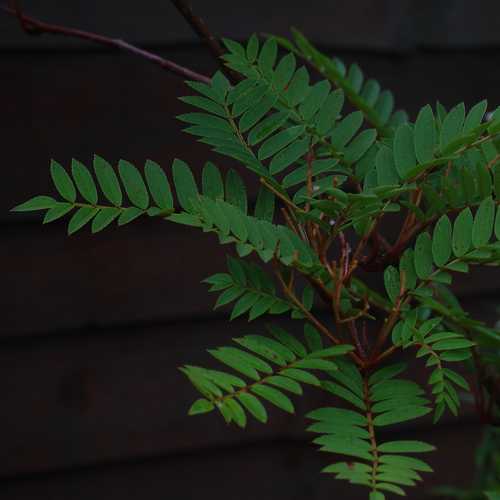 Sorbus vilmorinii (Vilmorin’s Rowan) – 1/2 Standard, 10L - Image 3