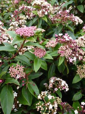 Viburnum tinus 'Eve Price' 10L 40-50cm 10L