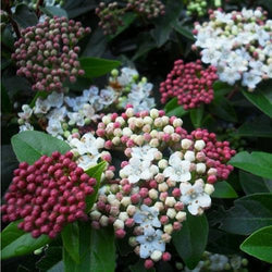 Viburnum tinus 'Eve Price' 10L 40-50cm 10L