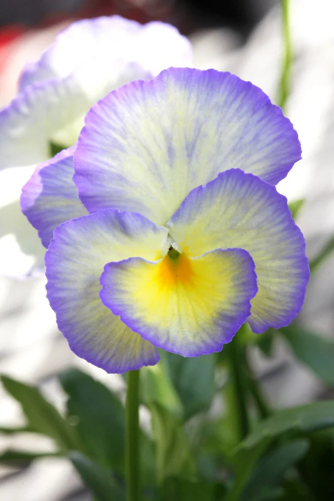 Viola 'Etain', 2L Keans Claremorris