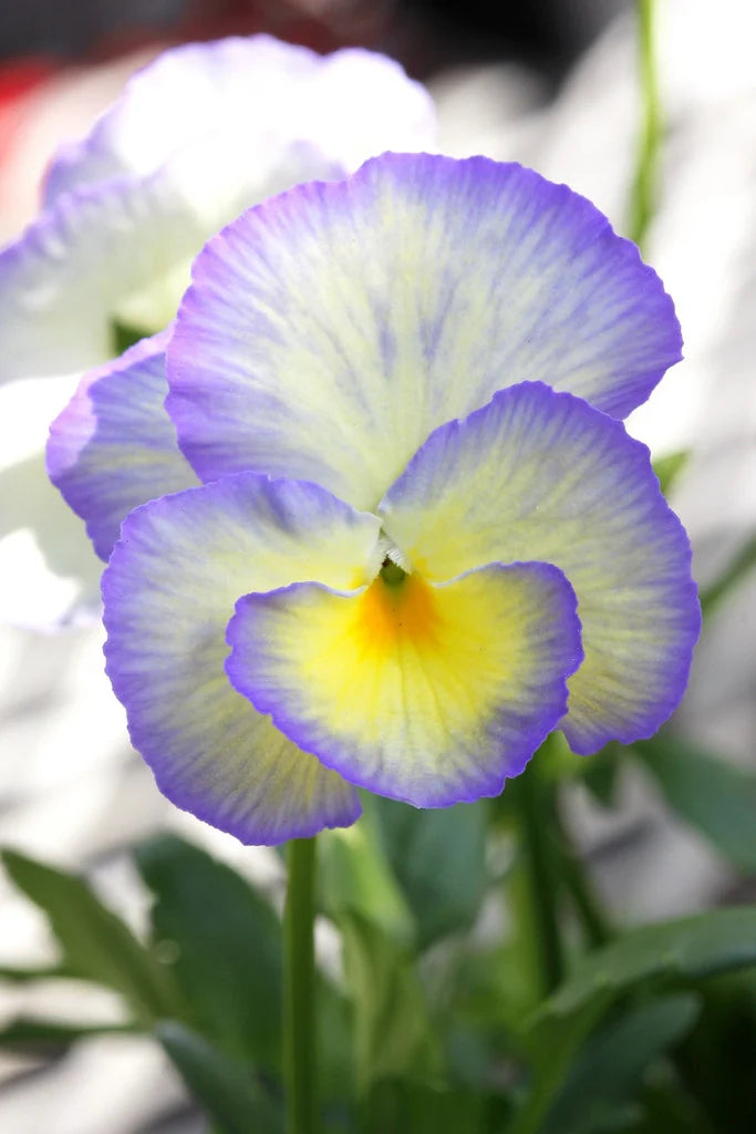 Viola 'Etain', 2L Keans Claremorris