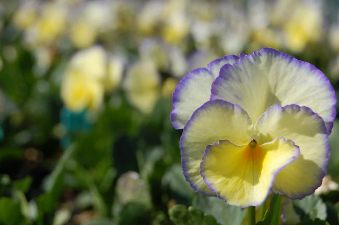 Viola 'Etain', 2L - Image 2
