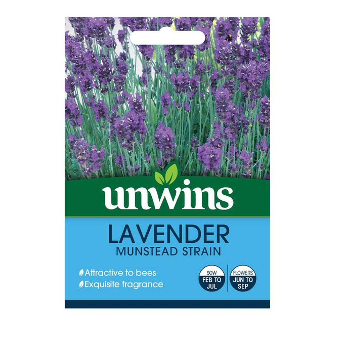 Lavender Munstead Strain with fragrant purple flowers, compact 12-inch growth, attracts pollinators - Keans Claremorris.