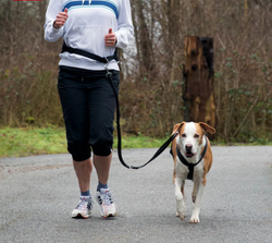 Red waist belt dog leash for running, shock absorber, reflective, adjustable M-L size – Keans Claremorris